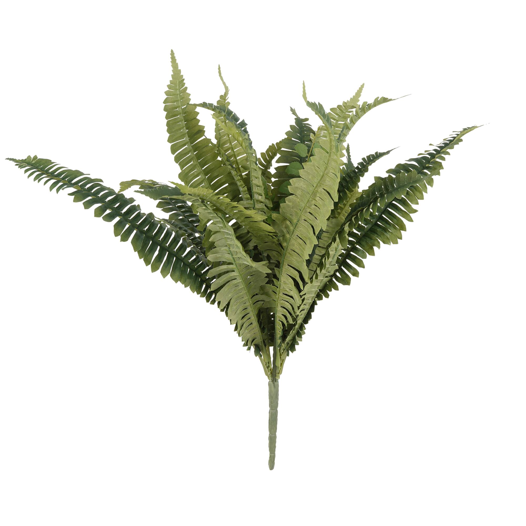 Boston Fern Bush Fern Collection by Ashland